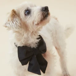 New The Foggy Dog Black Velvet Lady Dog Bow