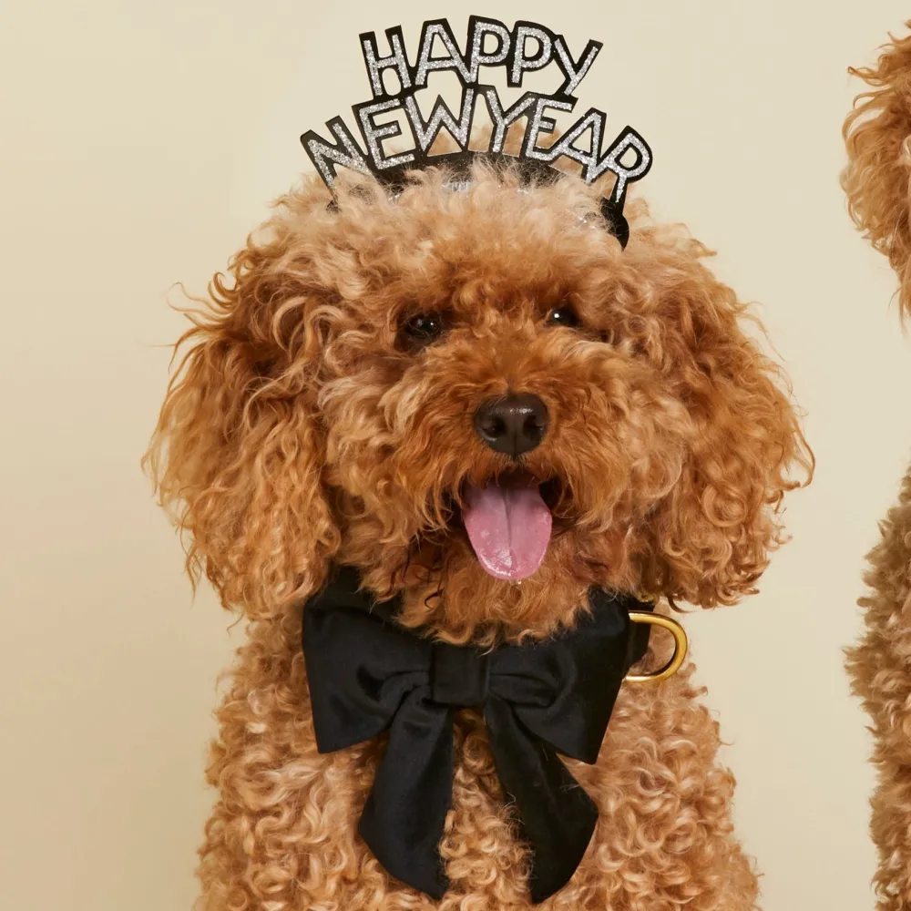 New The Foggy Dog Black Velvet Lady Dog Bow