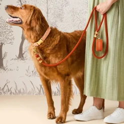Discount The Foggy Dog Cider Gingham Collar Walk Set