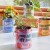 Hot Modern Sprout Complimentary Colors Grow Kit
