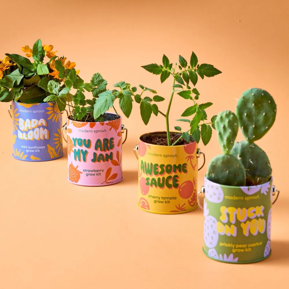 Hot Modern Sprout Complimentary Colors Grow Kit