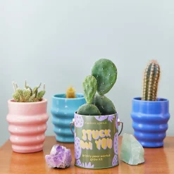 Hot Modern Sprout Complimentary Colors Grow Kit
