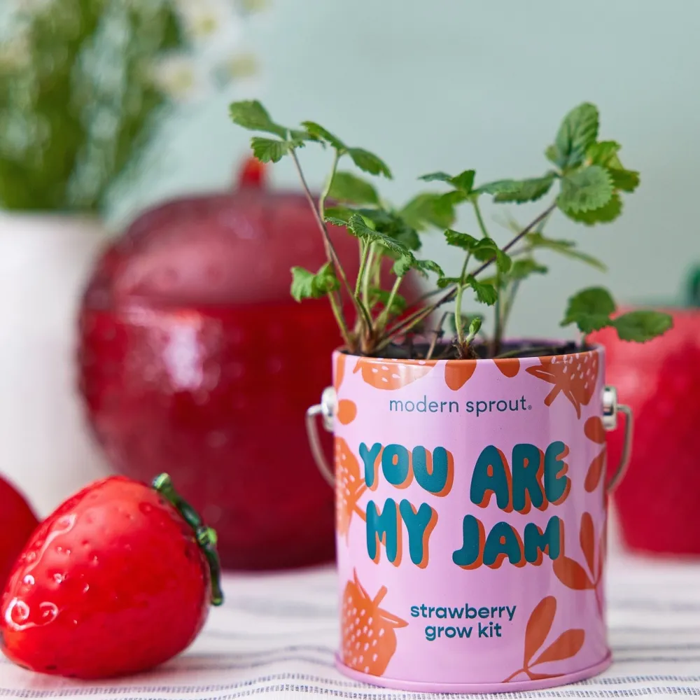 Hot Modern Sprout Complimentary Colors Grow Kit
