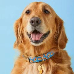 The Foggy Dog Hot Diggity Dog Collar
