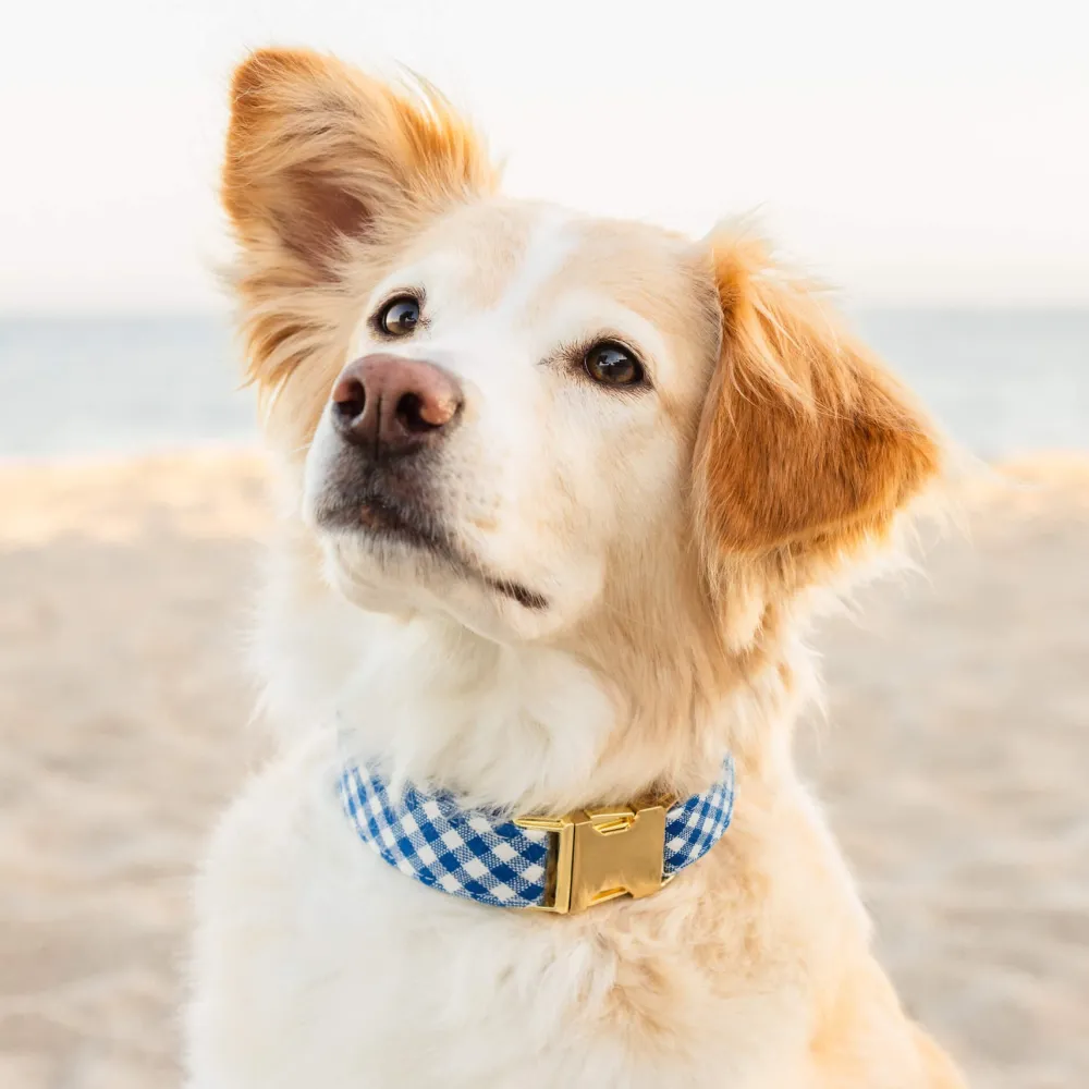 Best The Foggy Dog Lake Blue Gingham Dog Collar