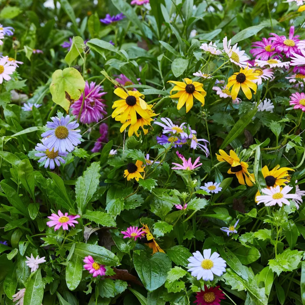 Hot Modern Sprout Magical Wildflower Seed Ball