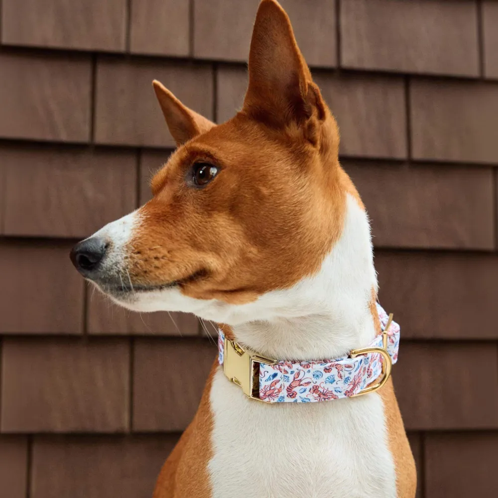 Clearance The Foggy Dog Printfresh x TFD Lobster Landing Dog Collar