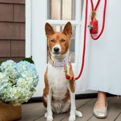Discount The Foggy Dog Printfresh x TFD Lobster Landing Collar Walk Set