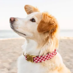 Online The Foggy Dog Red Gingham Dog Collar